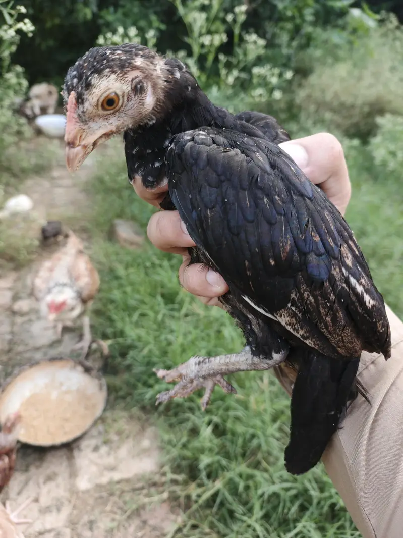 Aseel Hens and chicks available — photo 10