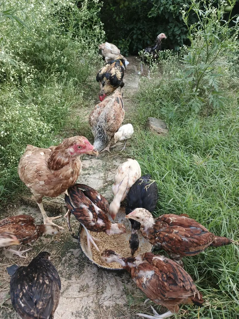 Aseel Hens and chicks available — photo 11