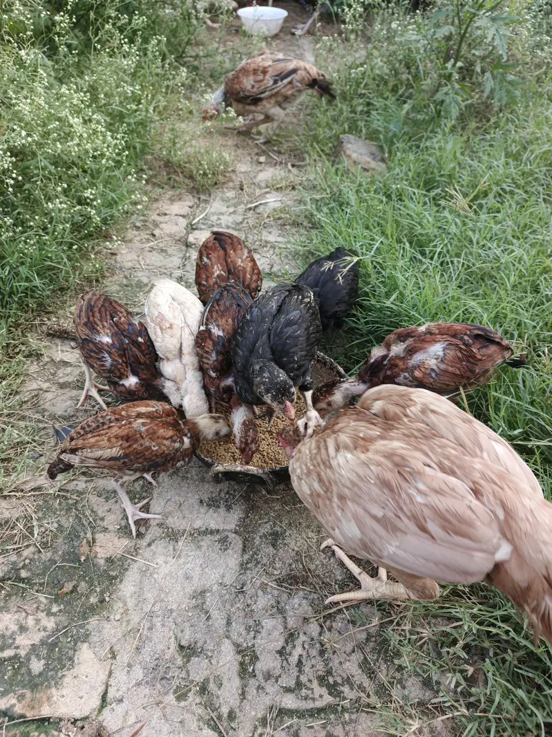 Aseel Hens and chicks available — photo 12