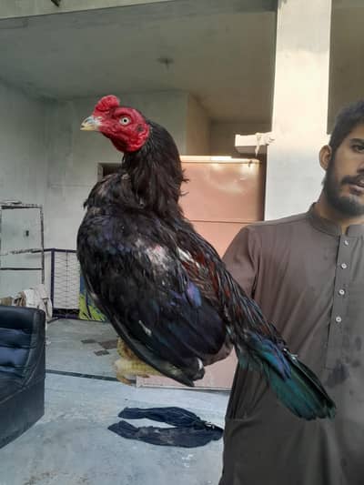 aseel mushka murgha contact 03325981065 for vedio and watsapp