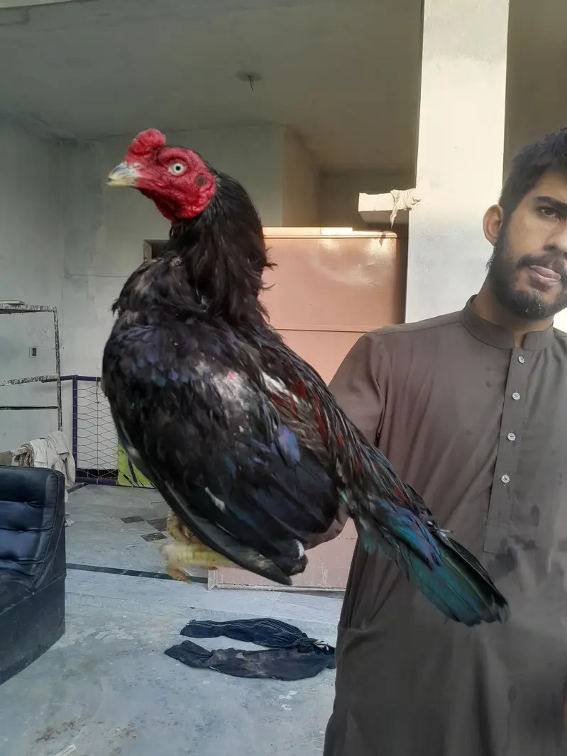 aseel mushka murgha contact 03325981065 for vedio and watsapp — photo 2