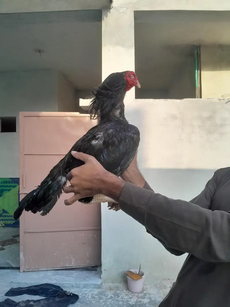 aseel mushka murgha contact 03325981065 for vedio and watsapp — photo 3