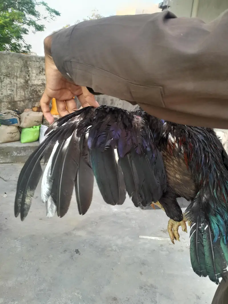 aseel mushka murgha contact 03325981065 for vedio and watsapp — photo 4