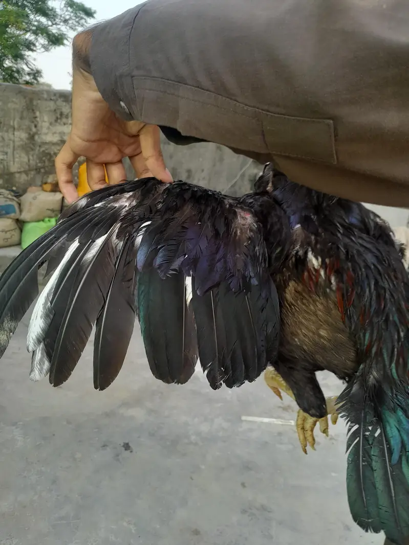 aseel mushka murgha contact 03325981065 for vedio and watsapp — photo 5