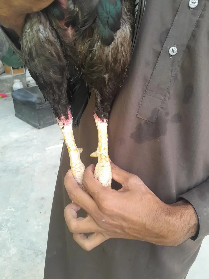 aseel mushka murgha contact 03325981065 for vedio and watsapp — photo 6