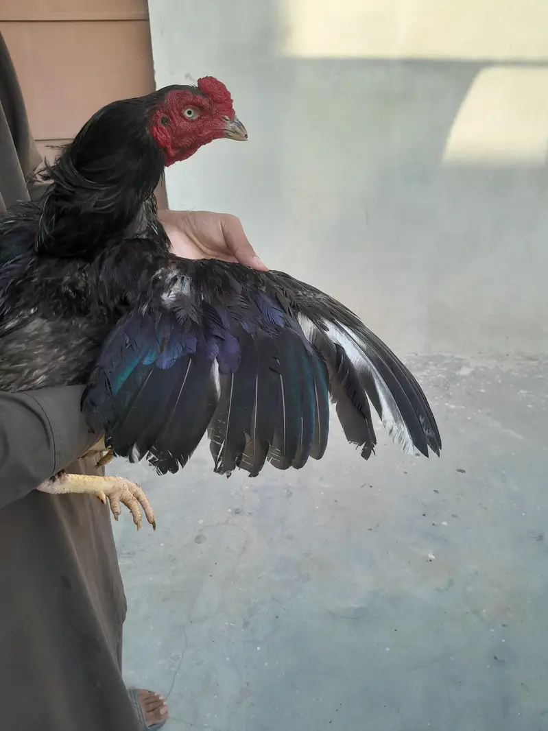 aseel mushka murgha contact 03325981065 for vedio and watsapp — photo 7