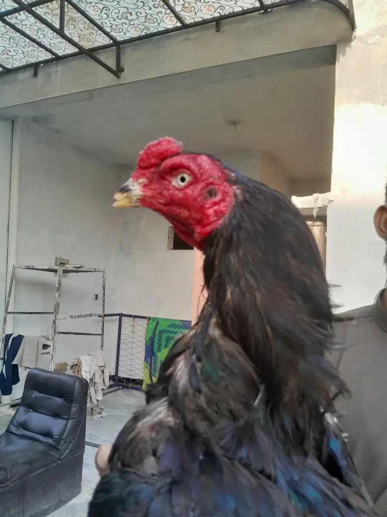 aseel mushka murgha contact 03325981065 for vedio and watsapp — photo 8