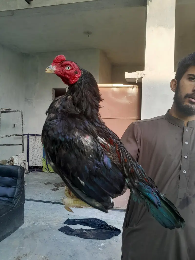 aseel mushka murgha contact 03325981065 for vedio and watsapp — photo 9