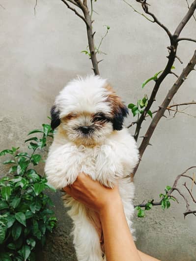 Top Quality Shihtzu available for sale