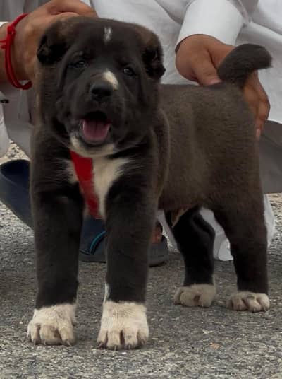King alabai | alabai puppies pair | alabai dog for sale | Alabai