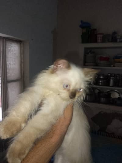 Persian Siamese for sale at 8k only