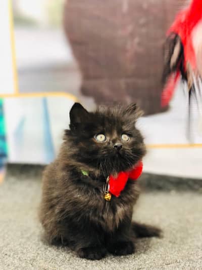 Cash on delivery parshion punch face kittens