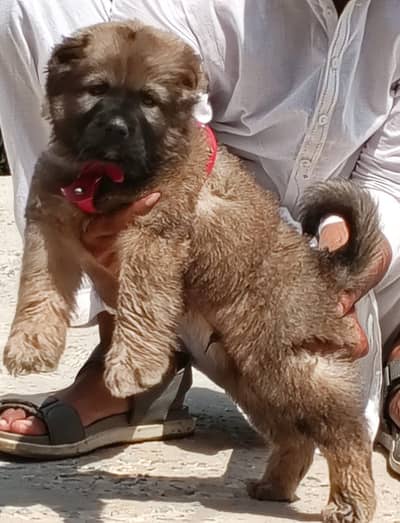 Turkish kangal | kurdish kangal | kangal dog | kangal puppy |kangal