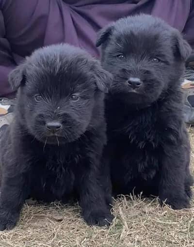 Black German Shepherd Puppy Pair | GSD | Dog Puppies | puppy pair