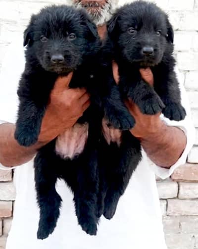 German Shepherd pair | long coat | German Shepherd puppies