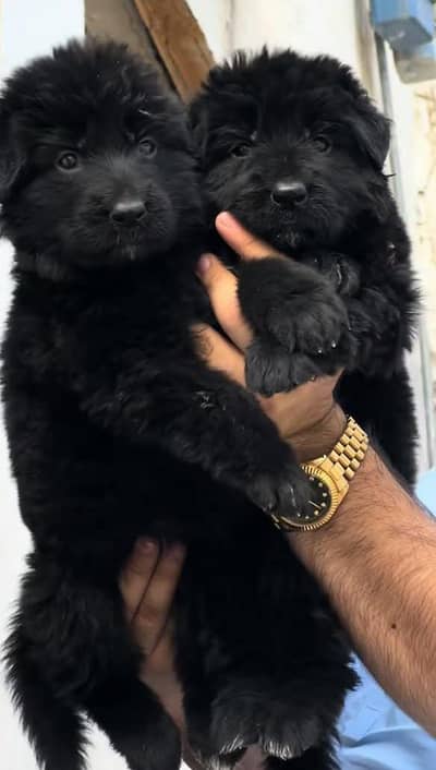 German Shepherd pair | triple coat , long coat |German Shepherd puppy