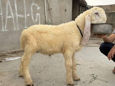 Larkana Gulabi male