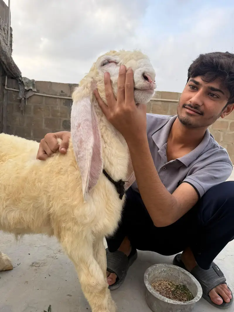 Larkana Gulabi male — photo 3