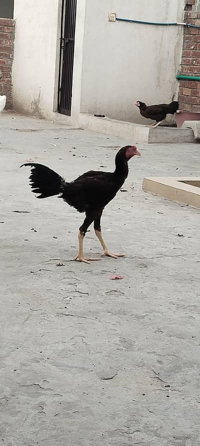 Aseel for sale