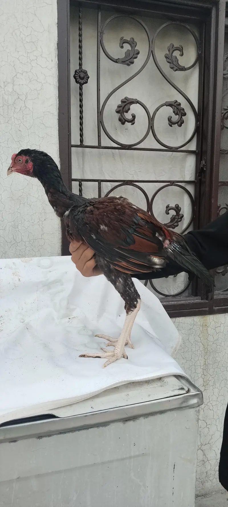 Aseel for sale — photo 2