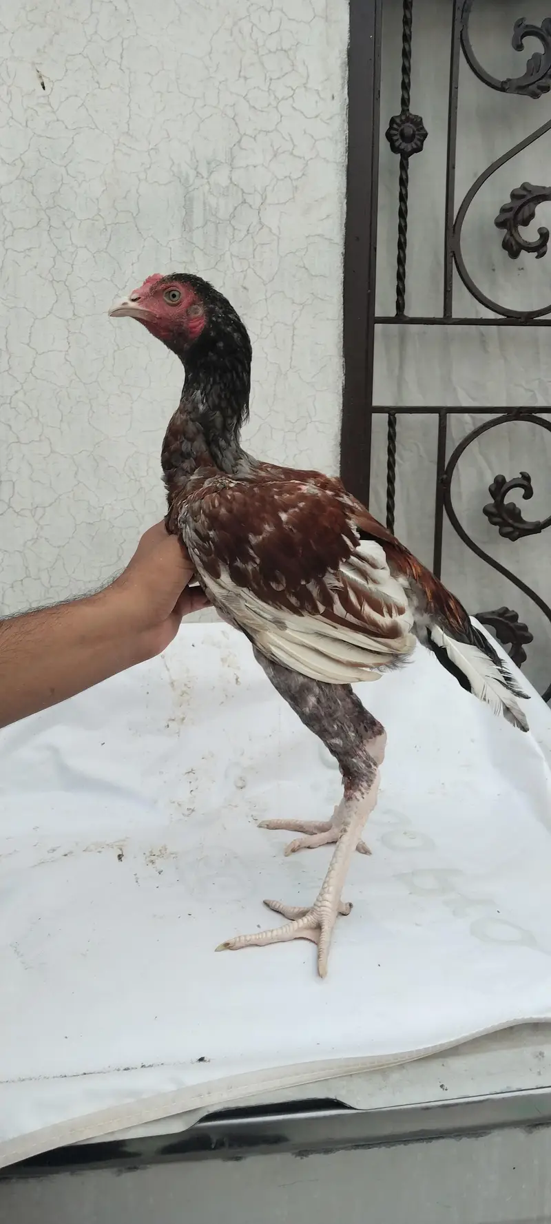 Aseel for sale — photo 3