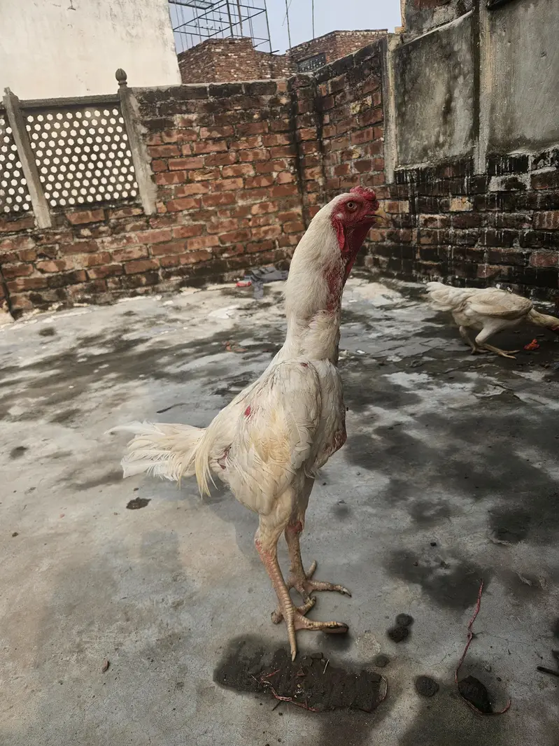 shamo white — photo 2