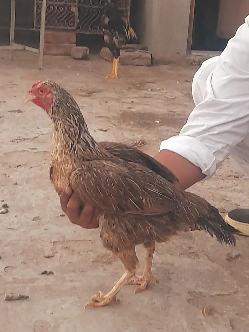 aseel hen — photo 2