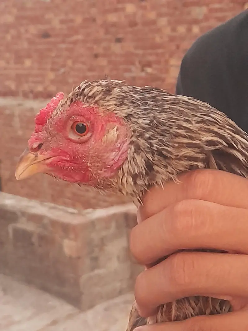 aseel hen — photo 3