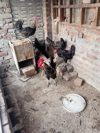 Desi murgia murga