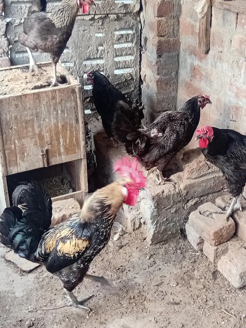 Desi murgia murga — photo 2