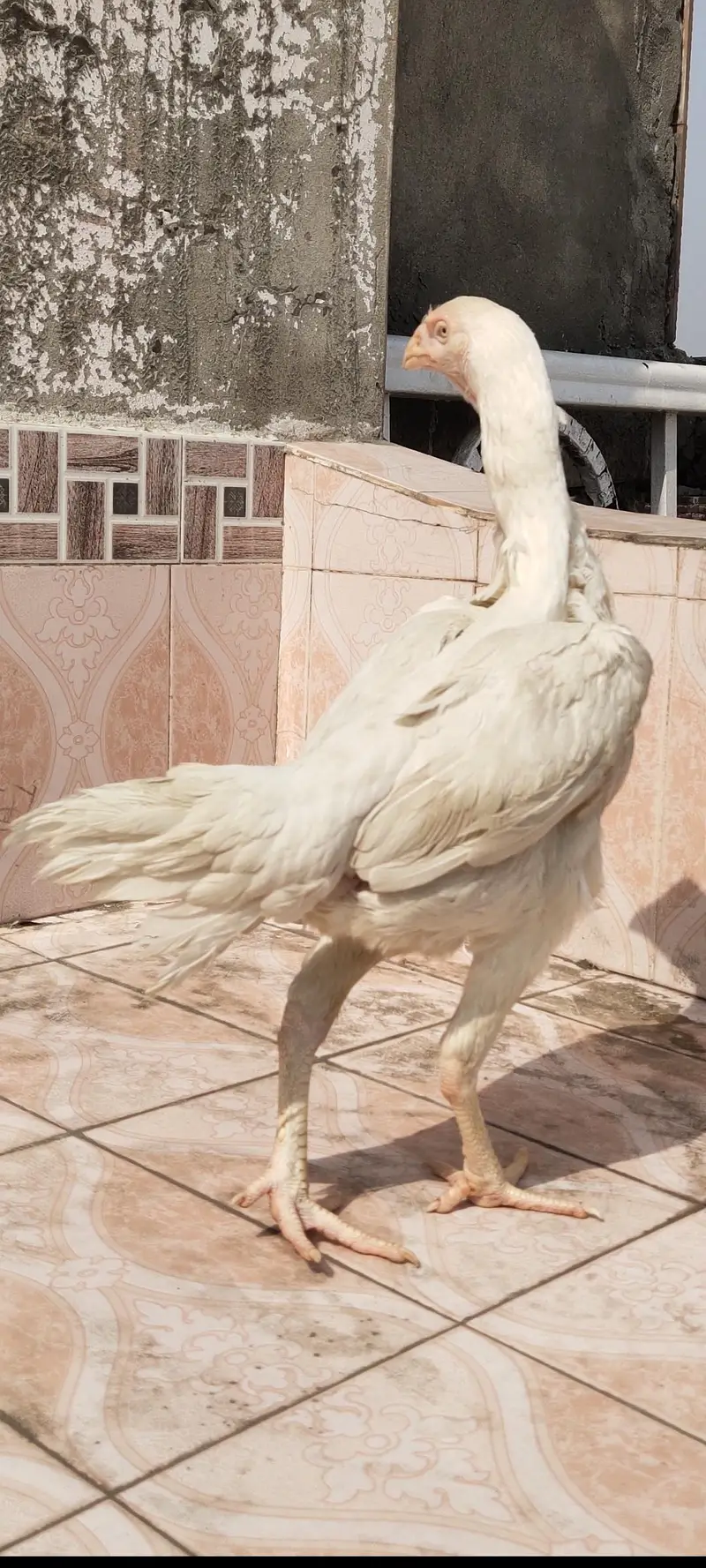 Aseel murgha — photo 3