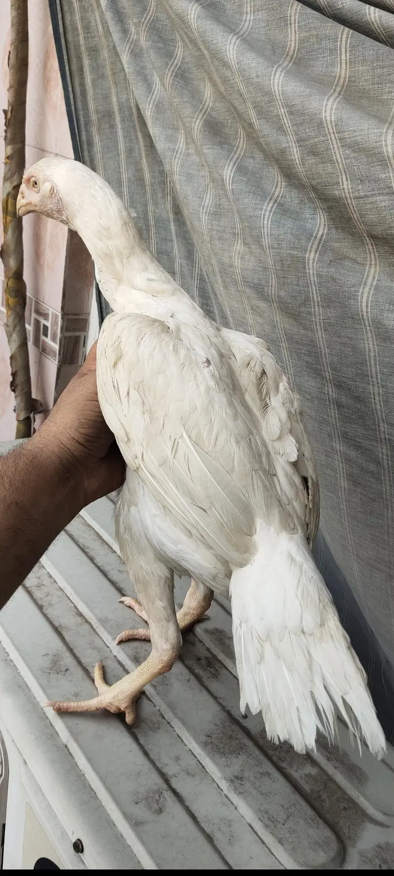 Aseel murgha — photo 6