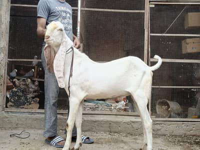 Gulabi,teddy,samroti,tapra,Bakra,bakre,andu,2027