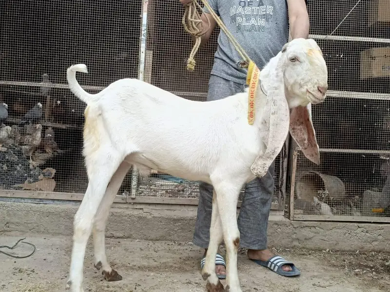 Gulabi,teddy,samroti,tapra,Bakra,bakre,andu,2027 — photo 2
