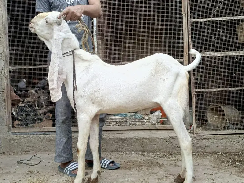 Gulabi,teddy,samroti,tapra,Bakra,bakre,andu,2027 — photo 3