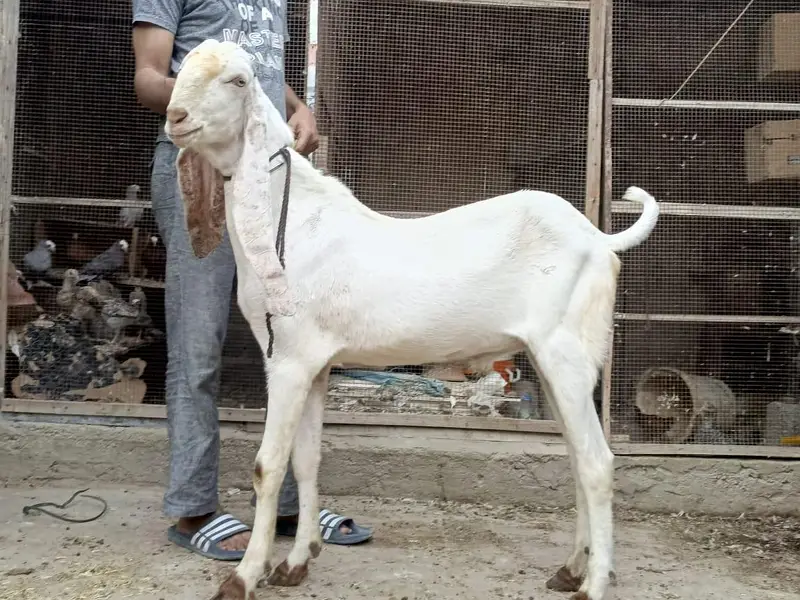 Gulabi,teddy,samroti,tapra,Bakra,bakre,andu,2027 — photo 4