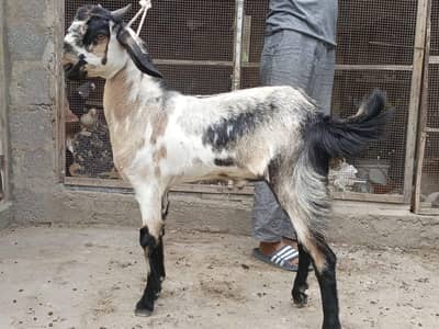 tota pori,samroti,tapra,Bakra,bakre,andu,2027