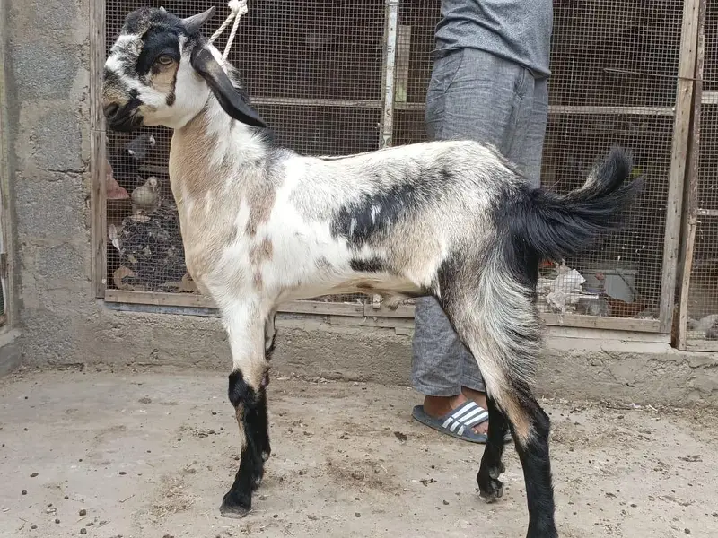 Gulabi,teddy,samroti,tapra,Bakra,bakre,andu,2027 — photo 5