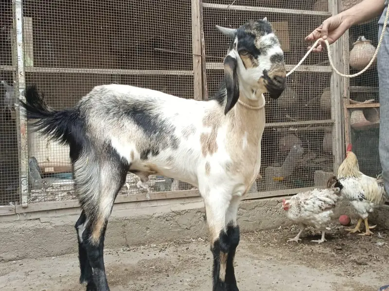 Gulabi,teddy,samroti,tapra,Bakra,bakre,andu,2027 — photo 6