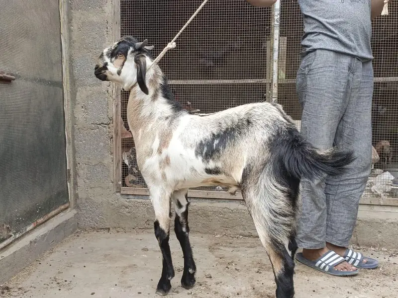 Gulabi,teddy,samroti,tapra,Bakra,bakre,andu,2027 — photo 7