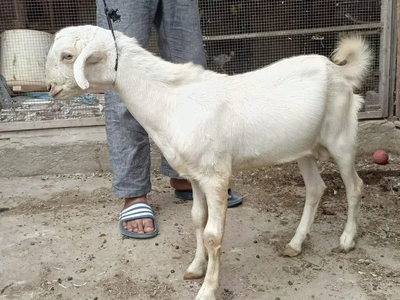 Gulabi,teddy,samroti,tapra,Bakra,bakre,andu,2027 — photo 8