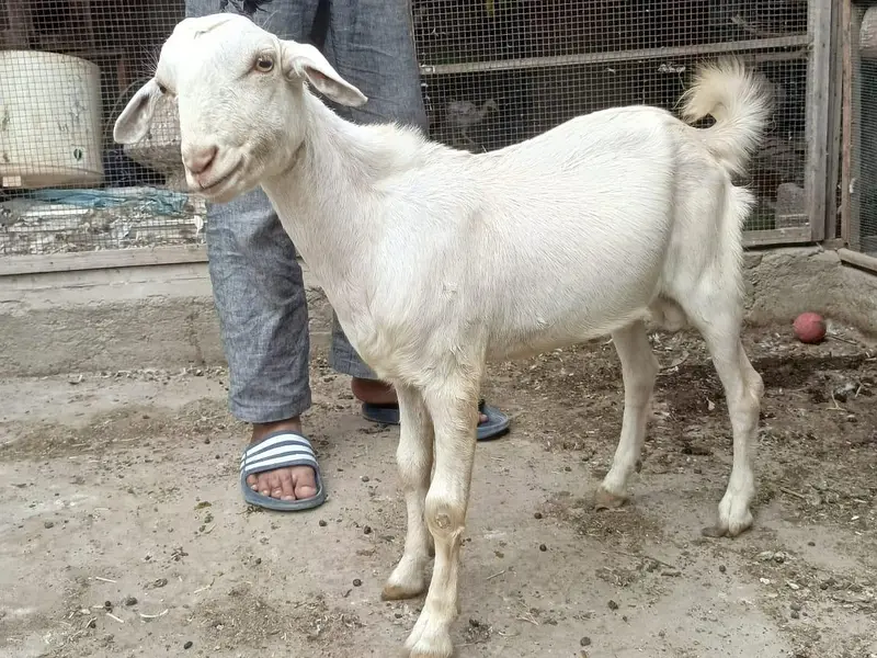 Gulabi,teddy,samroti,tapra,Bakra,bakre,andu,2027 — photo 9