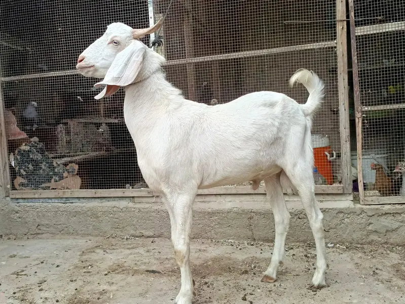Gulabi,teddy,samroti,tapra,Bakra,bakre,andu,2027 — photo 10