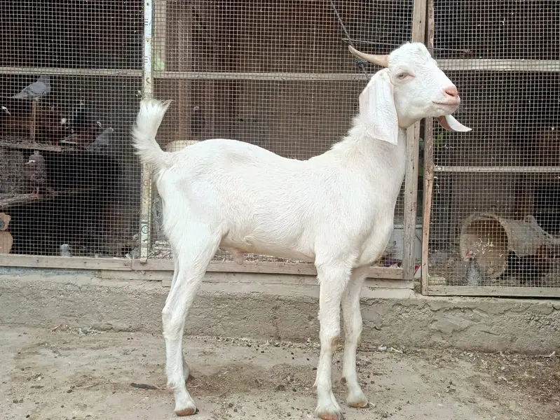 Gulabi,teddy,samroti,tapra,Bakra,bakre,andu,2027 — photo 11