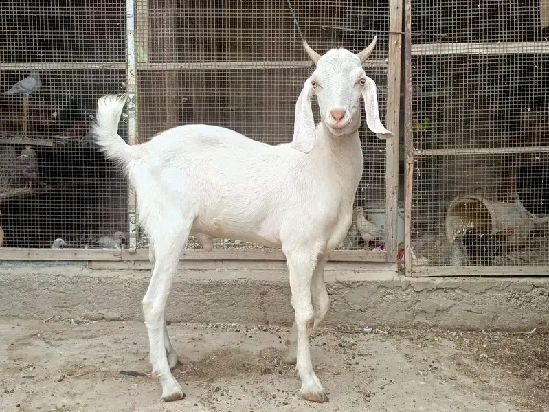 Gulabi,teddy,samroti,tapra,Bakra,bakre,andu,2027 — photo 12