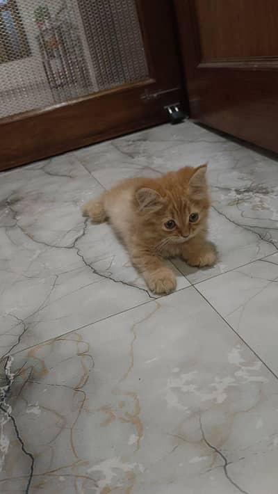 Persian cats
