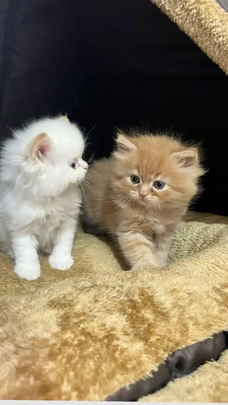 Persian cats — photo 2