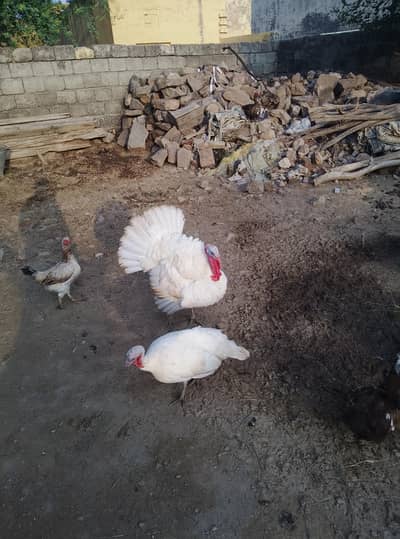 White pair first breed ke liye ready hai