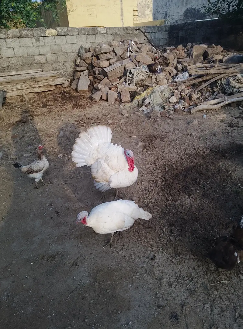 White pair first breed ke liye ready hai