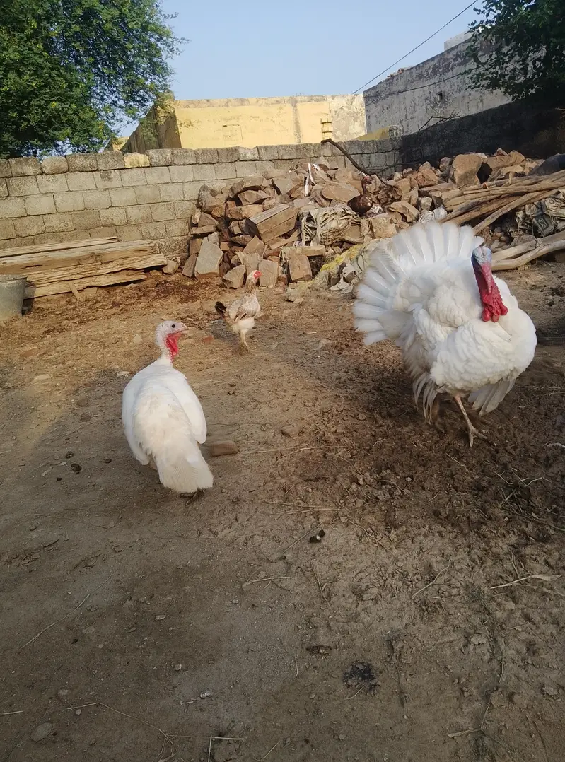 White pair first breed ke liye ready hai — photo 2